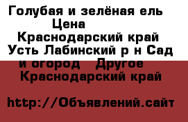 Голубая и зелёная ель  › Цена ­ 5 000 - Краснодарский край, Усть-Лабинский р-н Сад и огород » Другое   . Краснодарский край